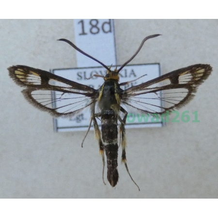 Chamaesphecia astatiformis (Herrich-Schäffer, 1846) Slovakia18d